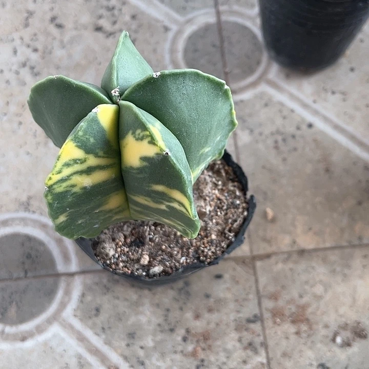 实生鸾凤玉锦仙人球一颗