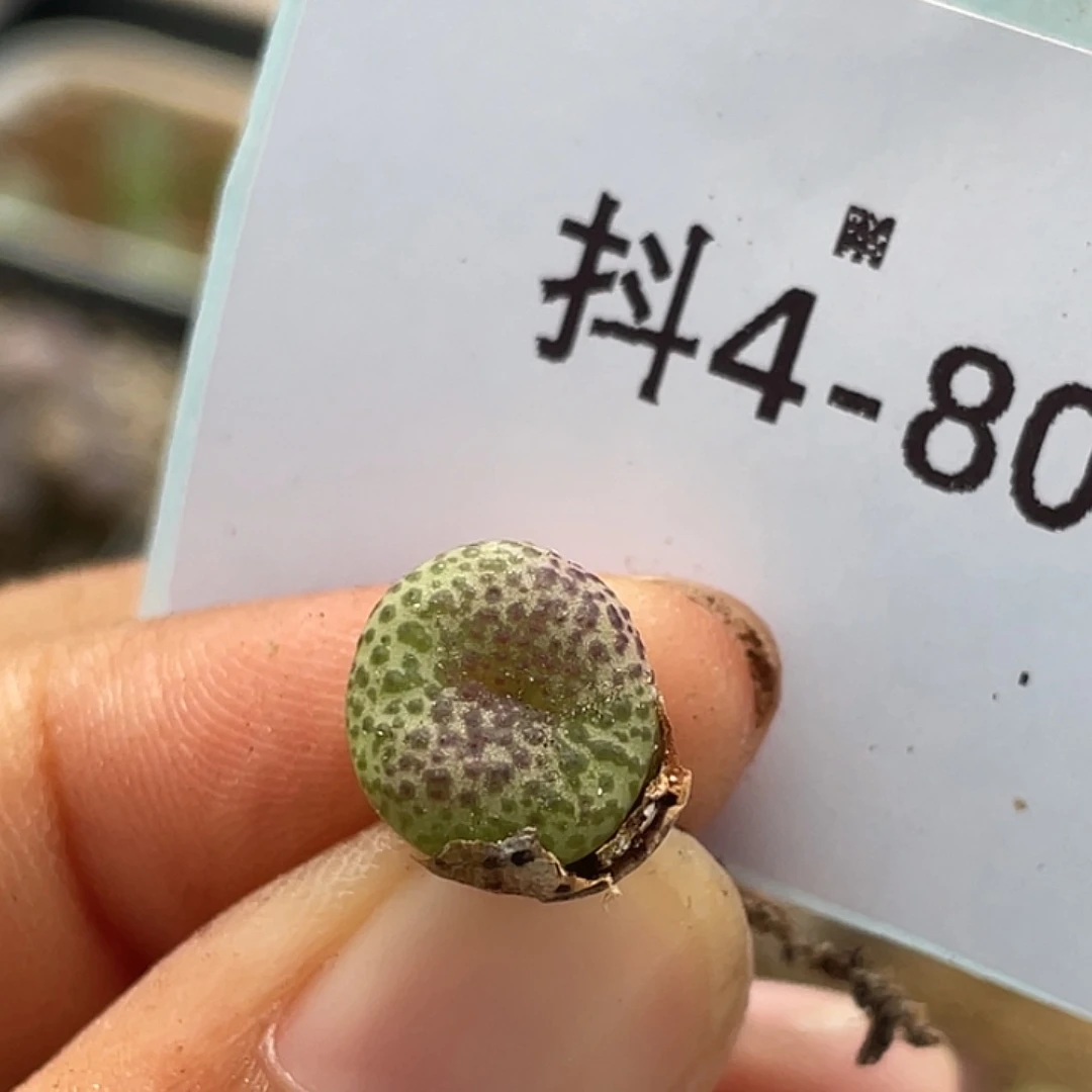 4-80安贞多肉植物