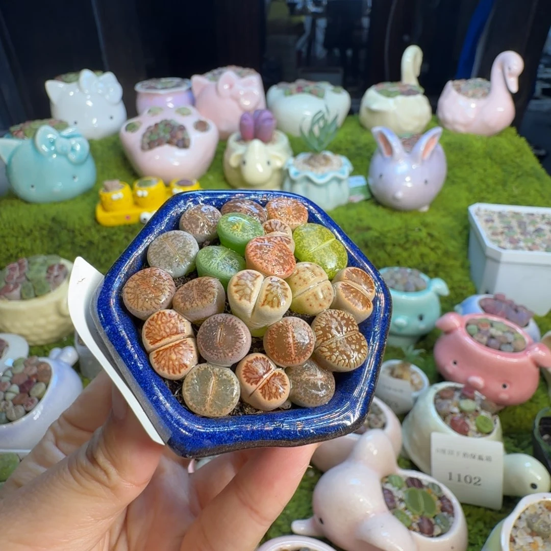 多***L多肉植物开播福利冲1105