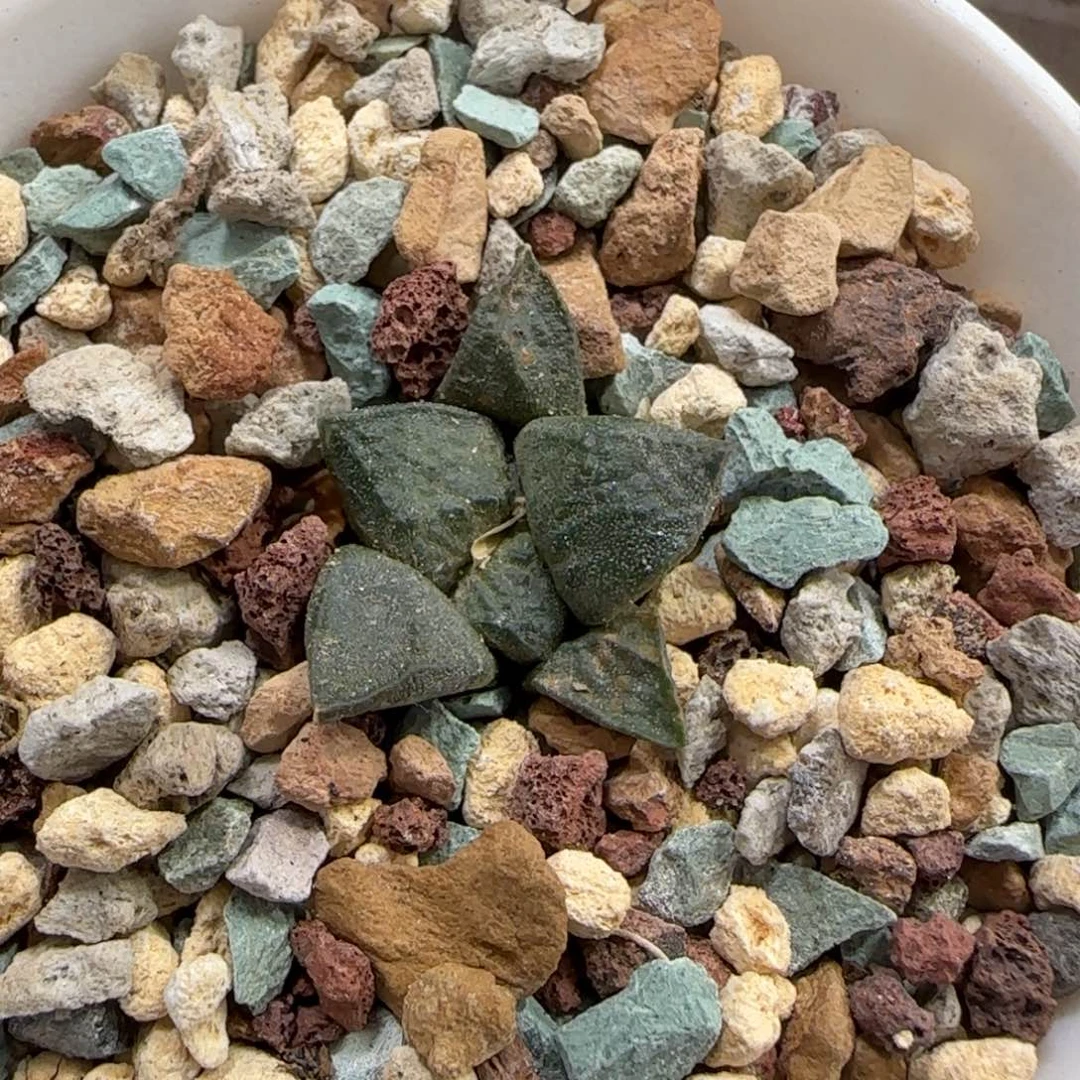 079实生连山草球多肉2.4