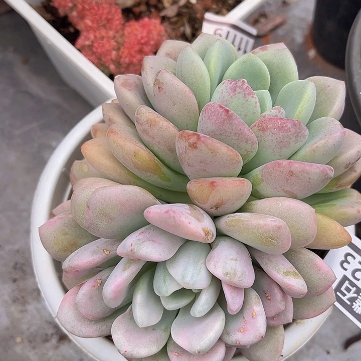 花斑鹿锦18123多肉植物