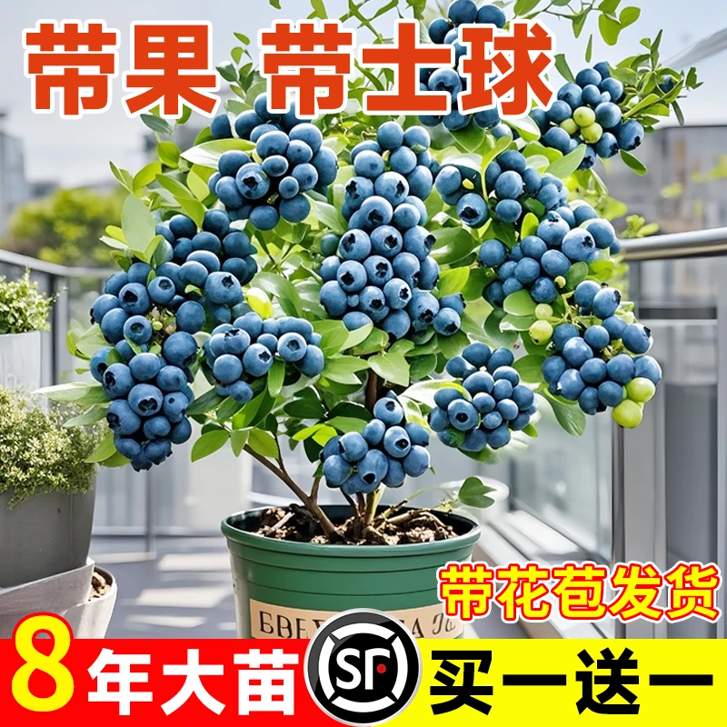 蓝莓树果苗盆栽带果子室内阳台南北方地栽耐寒花香蓝莓树四季结果