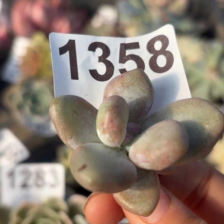 头盖锦多肉植物满18包邮当场凑单不满单隔天发顺丰到付