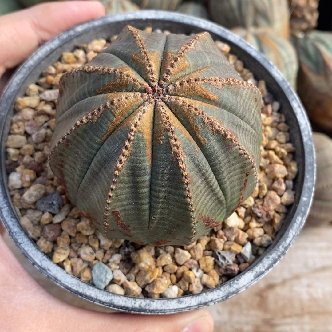 14 欧系实生布纹球多肉植物