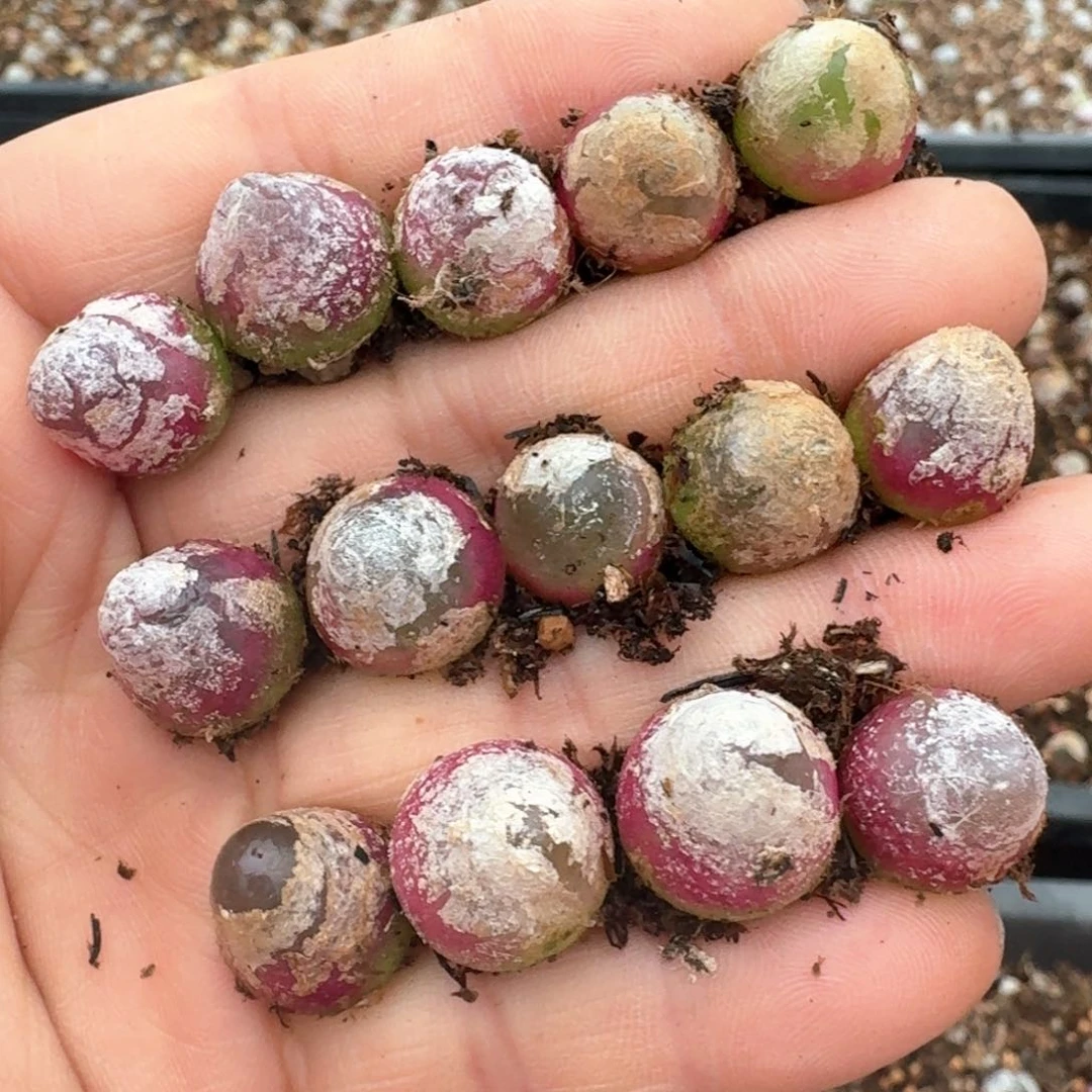 196灯泡00000000000000000