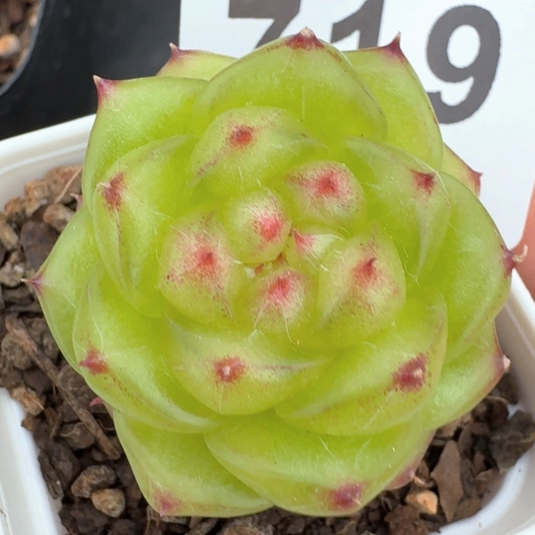 无双珍妮       精品多肉