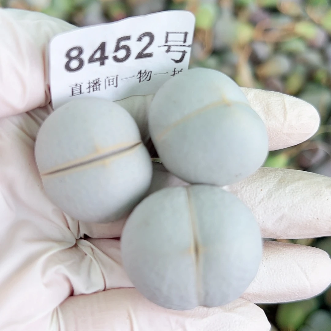 8452 好养易活生石花大母本3个有点干特价处理