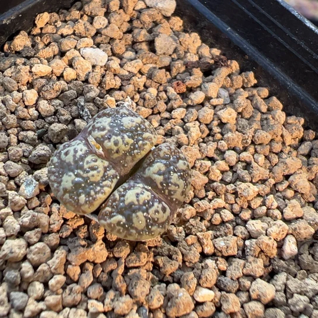 23-133肉锥多肉植物