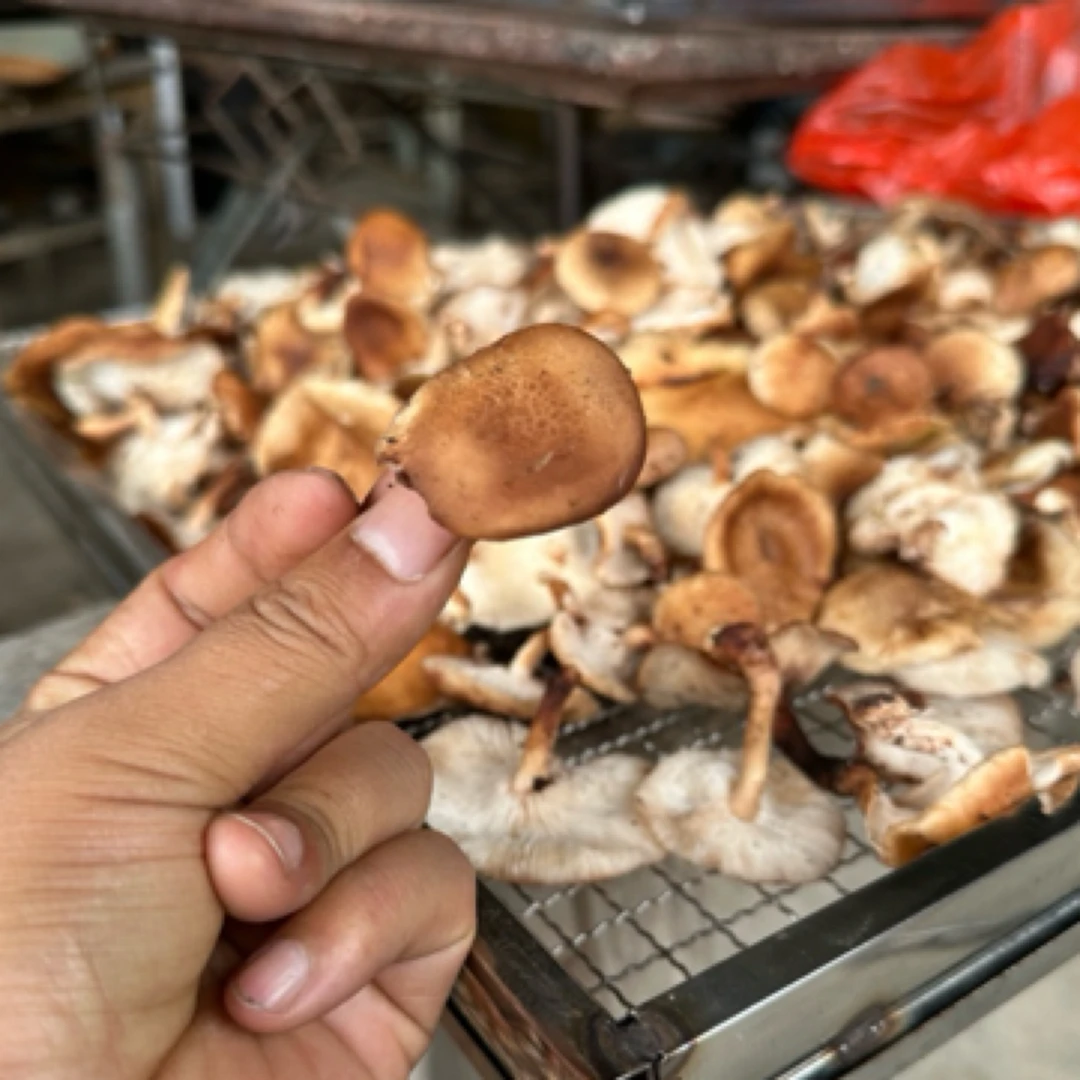 云南正宗野生香信菇
