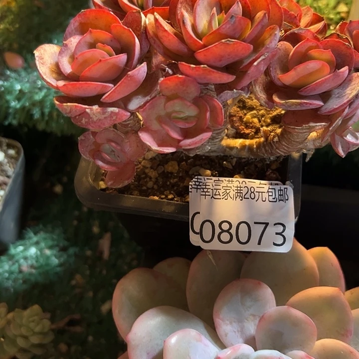 幸运的是我还在努力