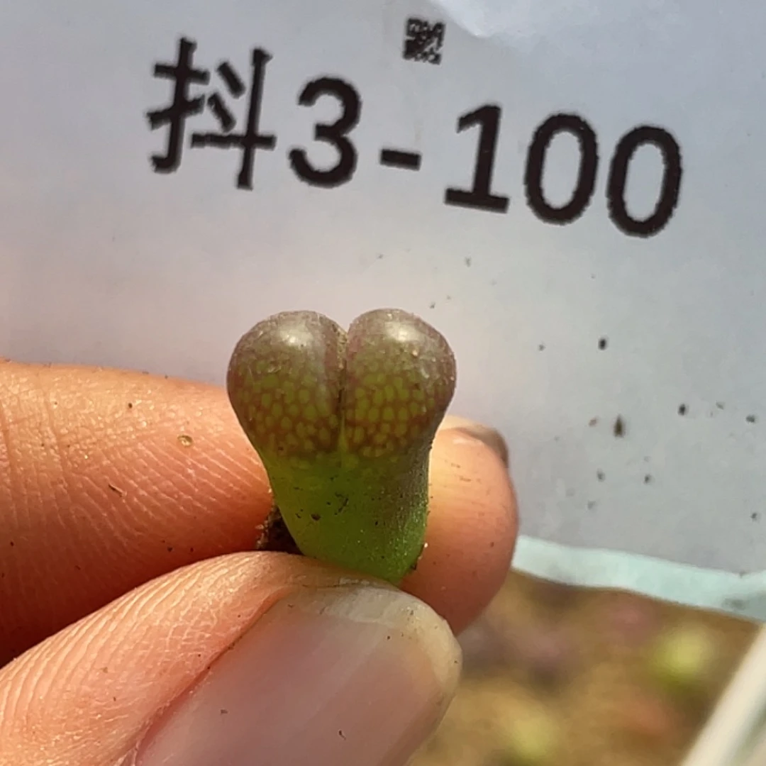 3-100风铃多肉植物