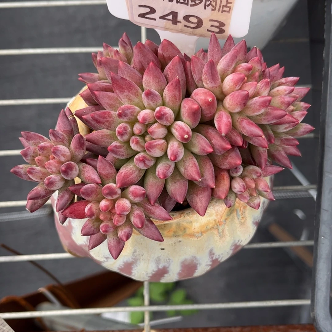 依***嫚多肉植物2493…………