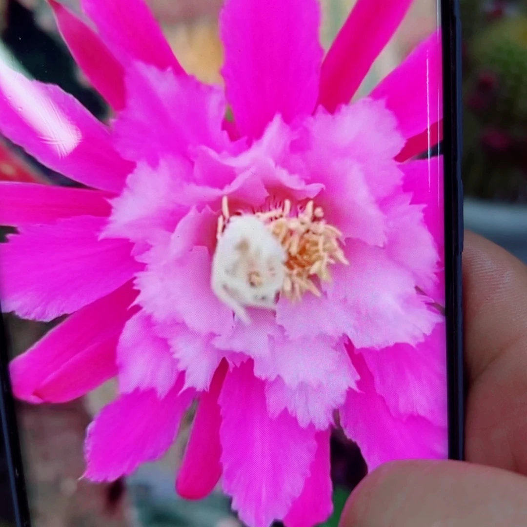 下金妞阿尔森歪无根侧芽5公分左右20包邮