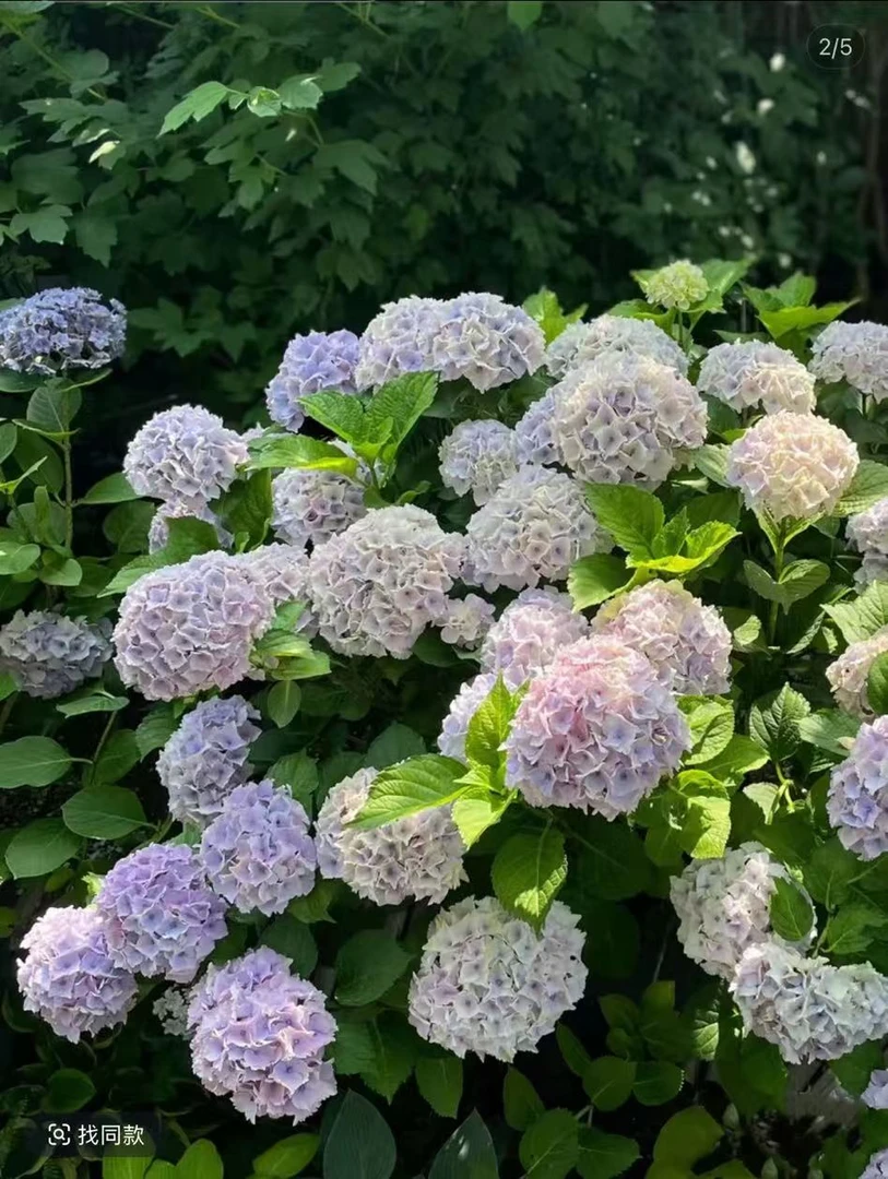 春风2  【魔幻海洋】3加仑  云南昆明发货     绣球盆栽地栽皆可