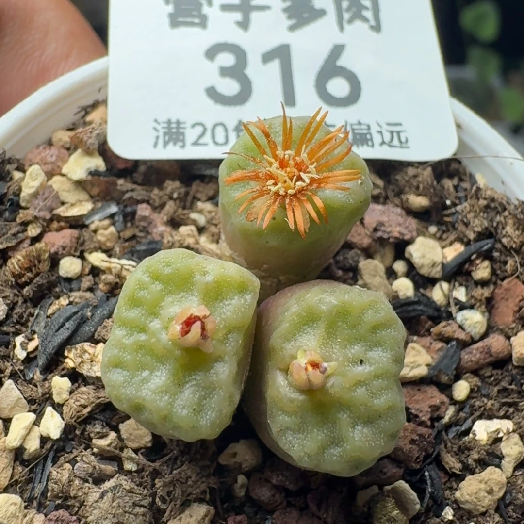 方烧带盆土