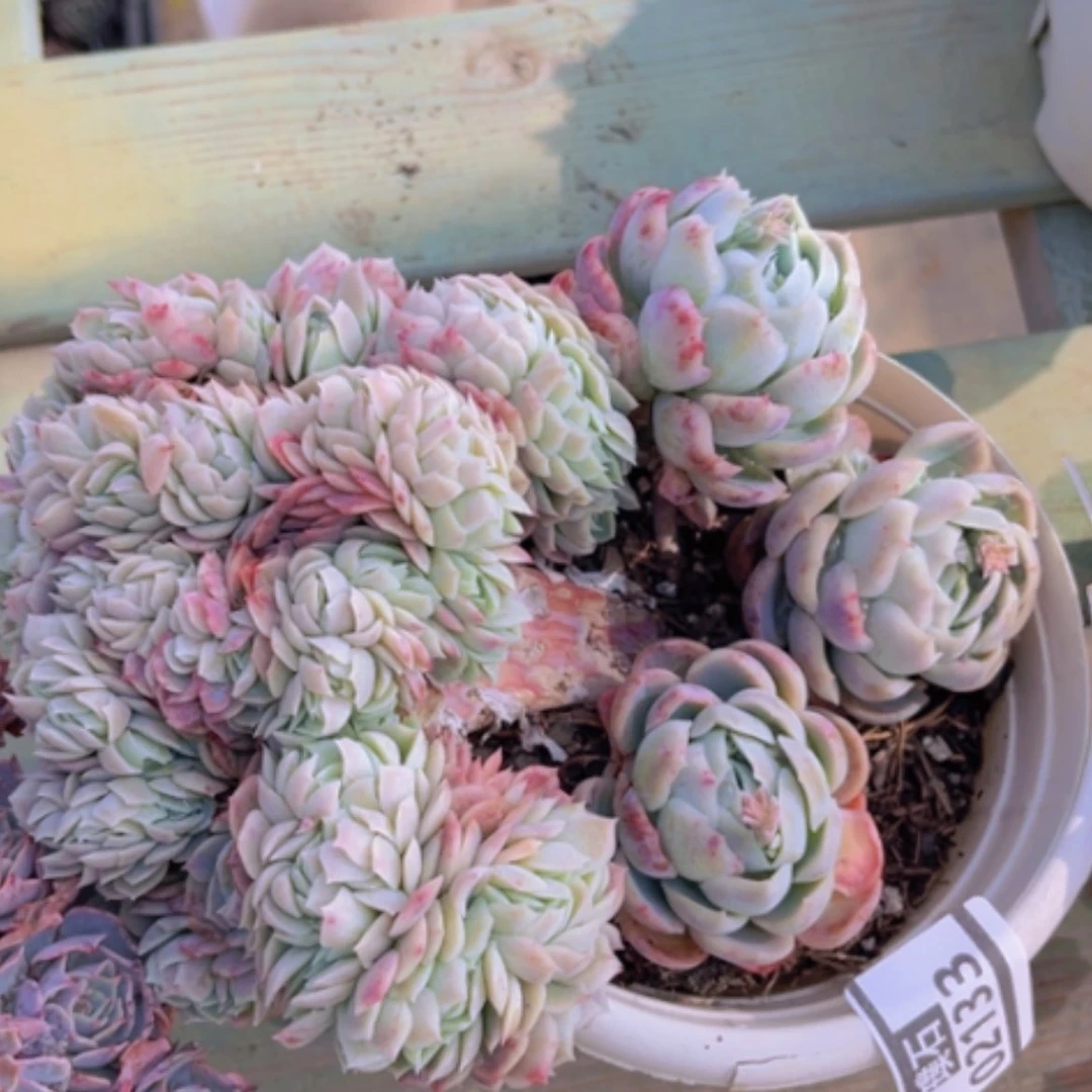 【闪购商品】贝瑞缀02133