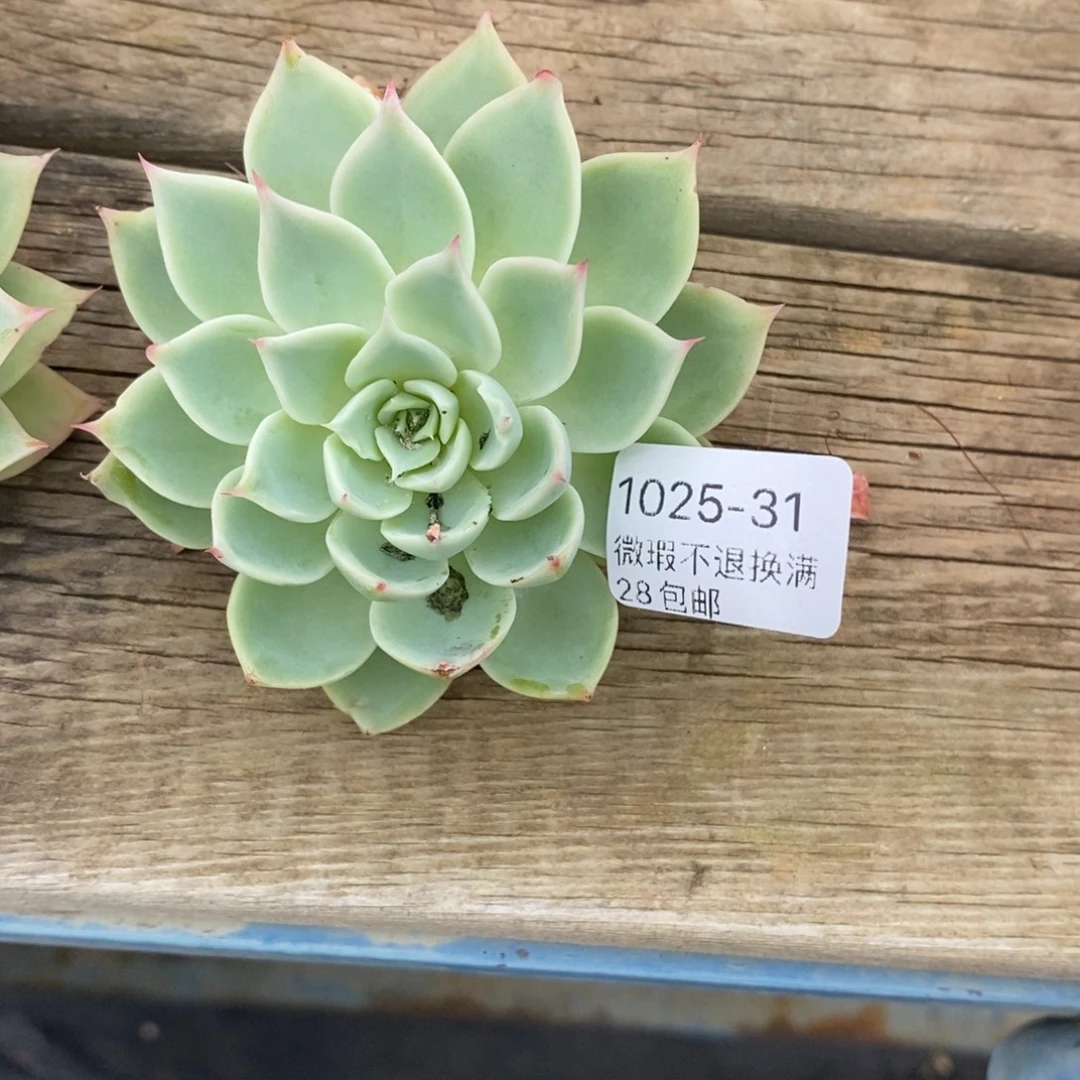 殷***某31哈多肉小可爱送