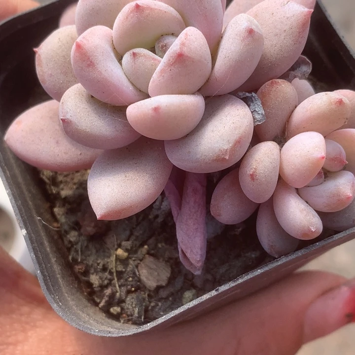 星星雪双。一物一拍。（满9.99包邮不满9.99发叶子）