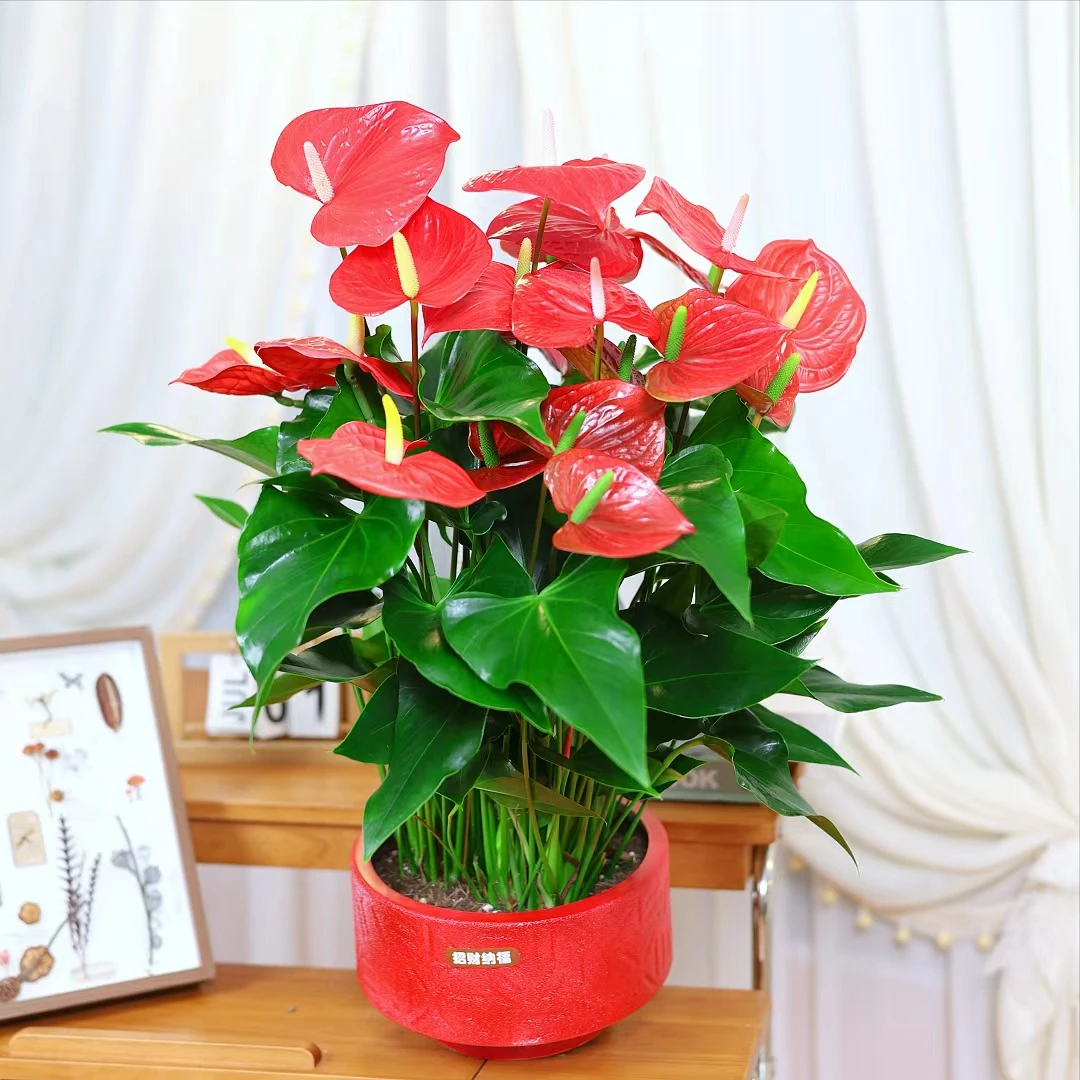 【红掌带花带花苞16到23朵发】年宵花卉绿植盆裁四季开花好养
