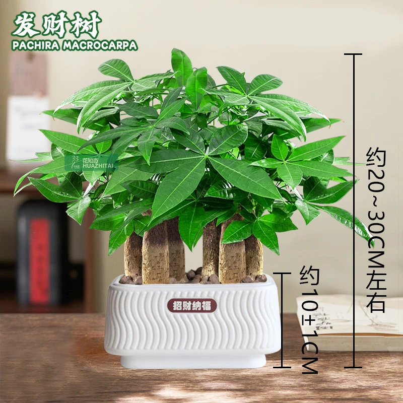 【六杆发财树】室内桌面(约20~30CM)季节盆栽鲜活好养护观叶耐旱