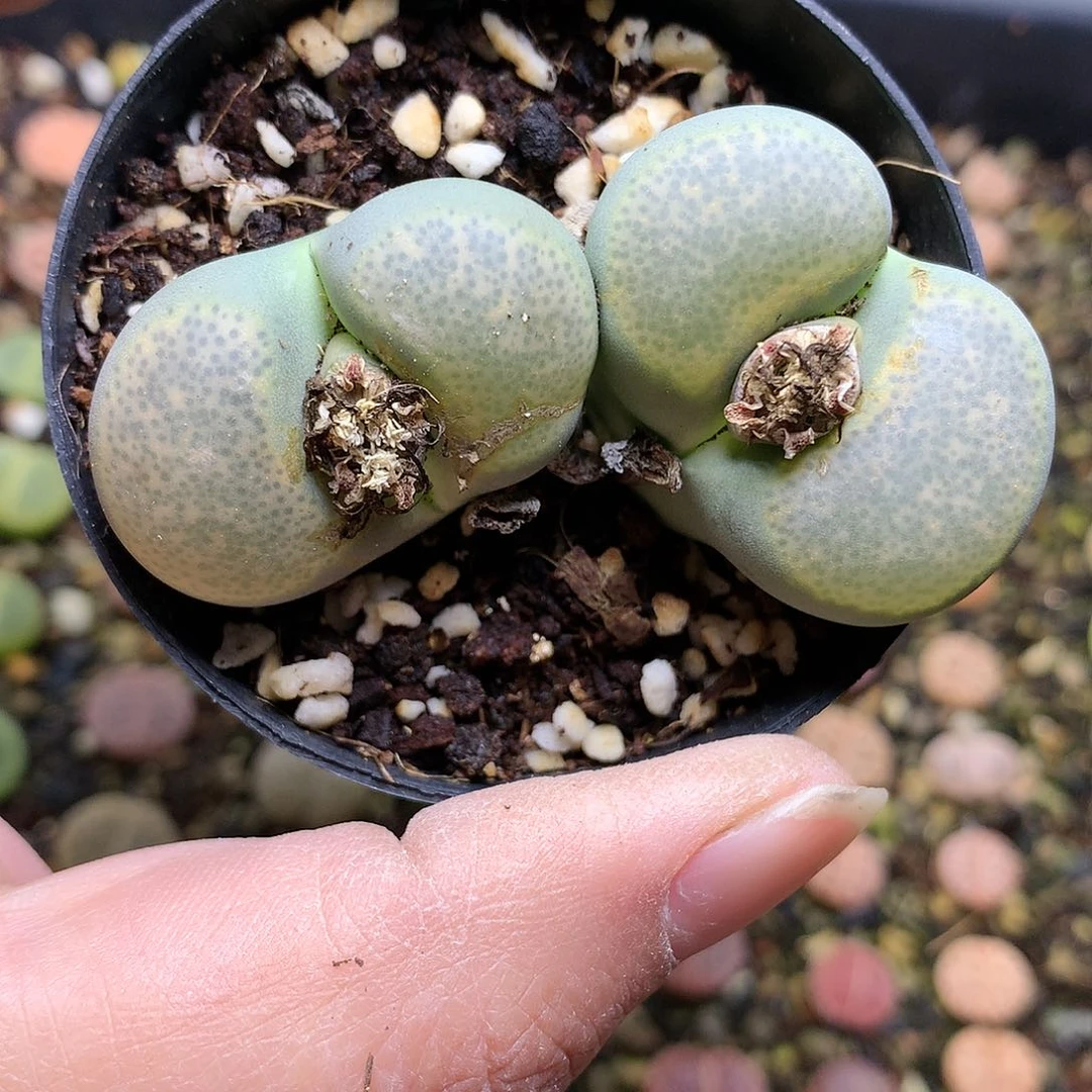 K392多肉植物保护研究所