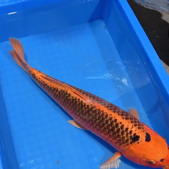 海水赤木芒果大正