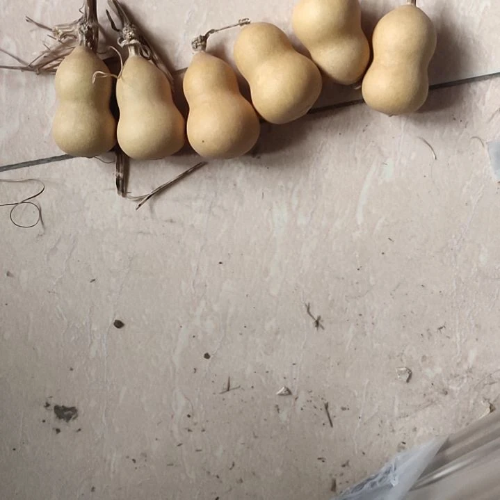 时***品天然葫芦，6个小胖墩葫芦