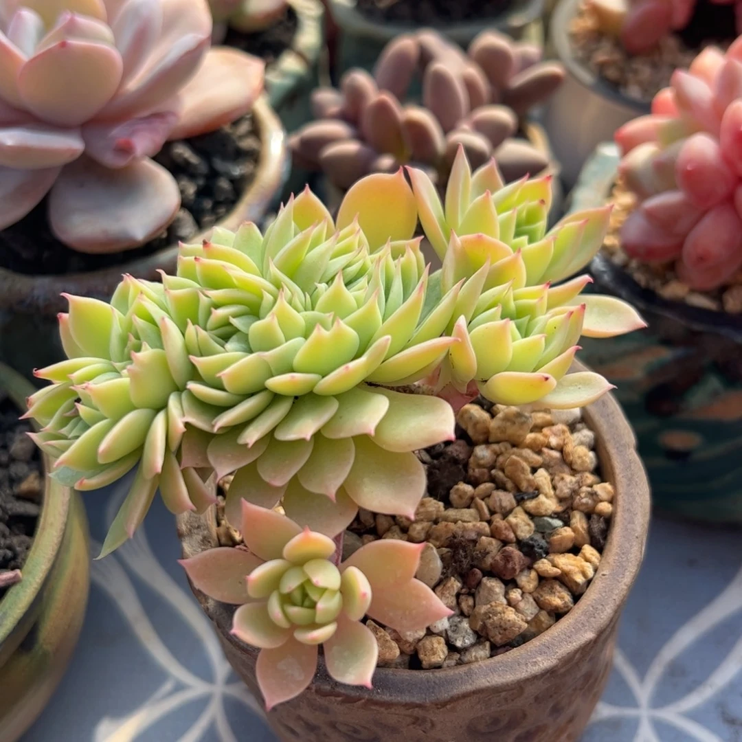 三色堇缀化多肉植物