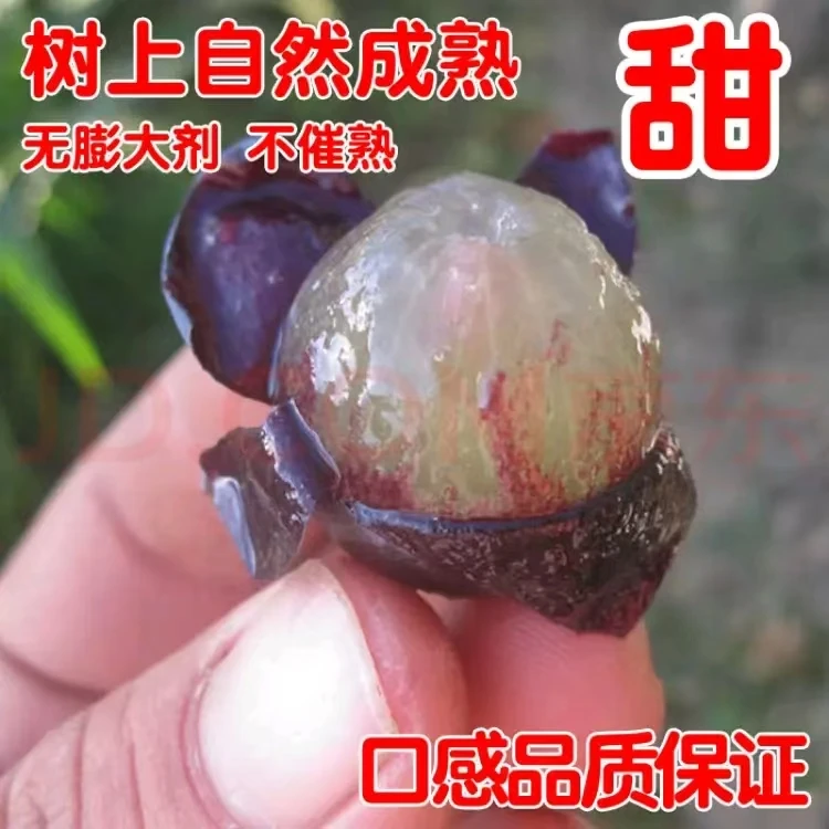 （空运次日到）陕西户太八号葡萄高档新鲜采摘宝宝孕妈水果整箱包邮