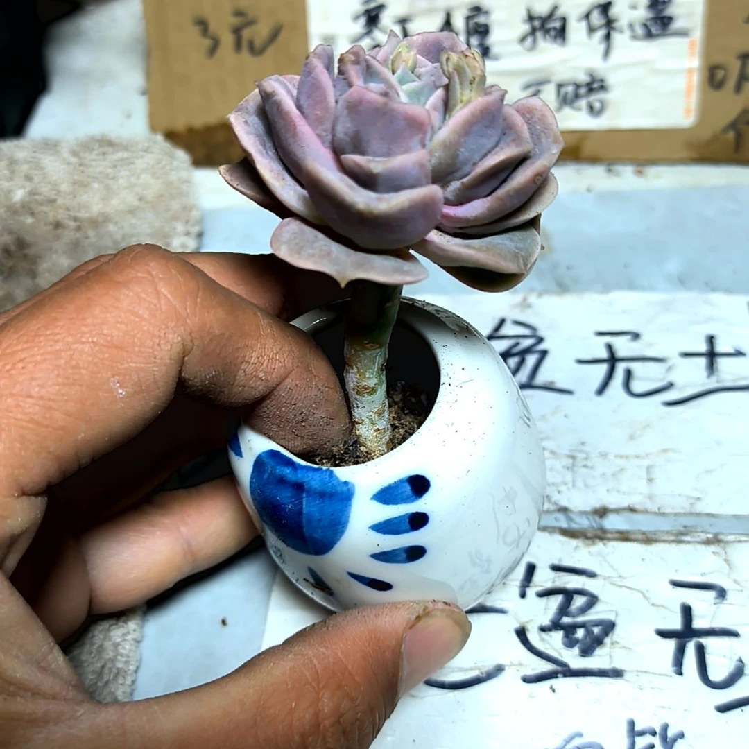 满6元包邮，可爱玫瑰带杆子