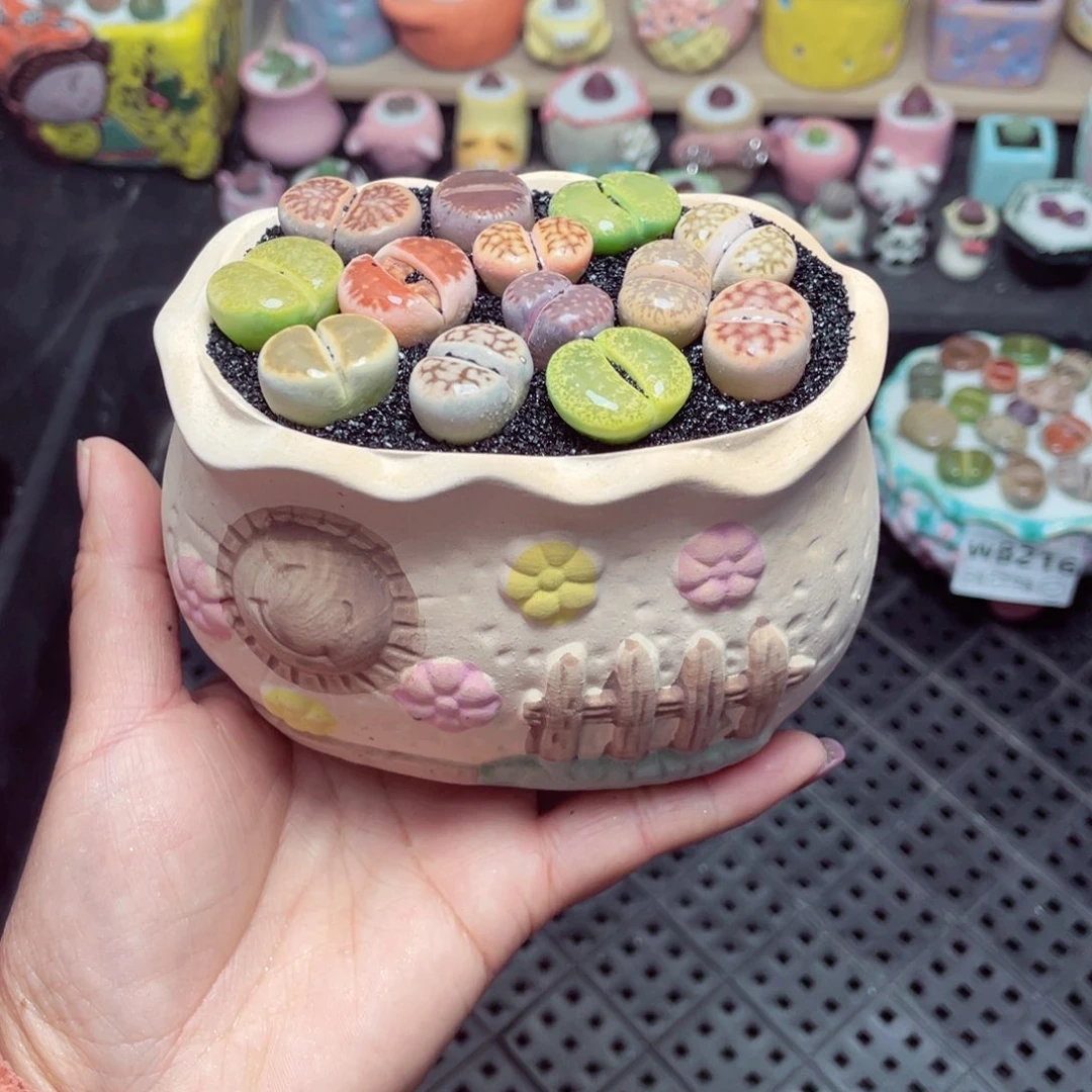 w8217 带盆土发货-零下地区拍保温箱