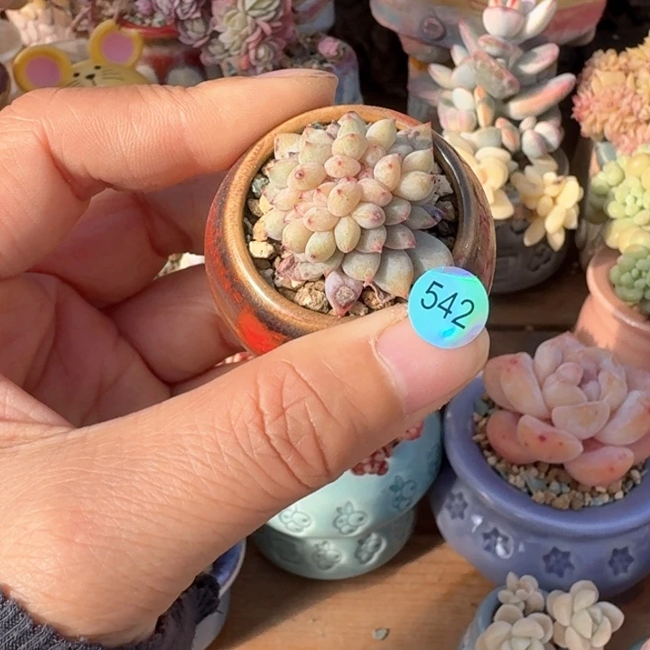 542 多肉含盆土30元包邮除偏远