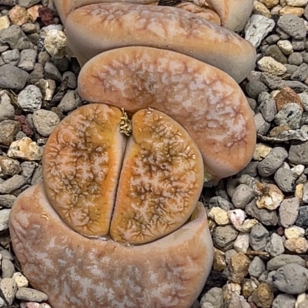 6266双头睫毛拿铁