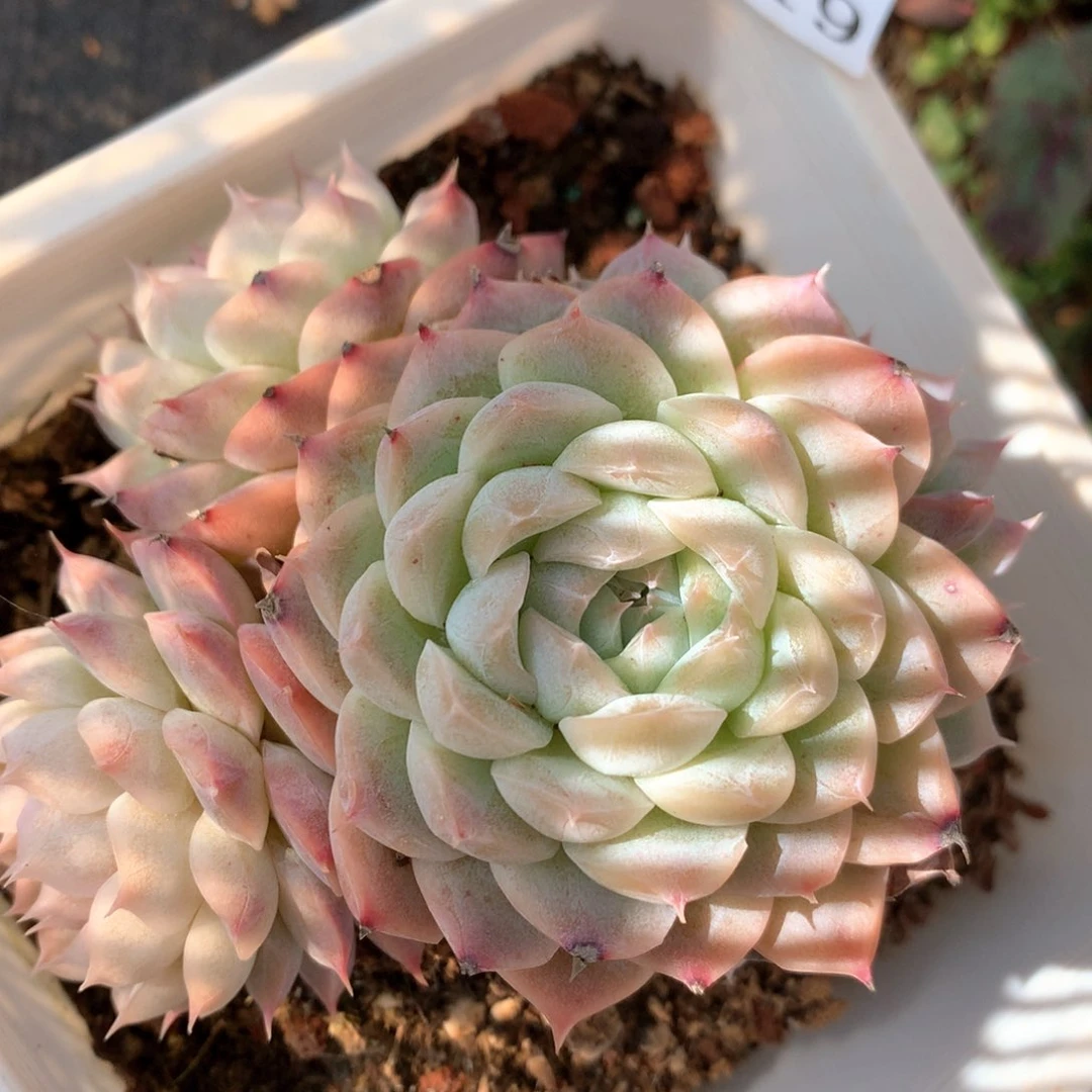 4219杂交多肉植物