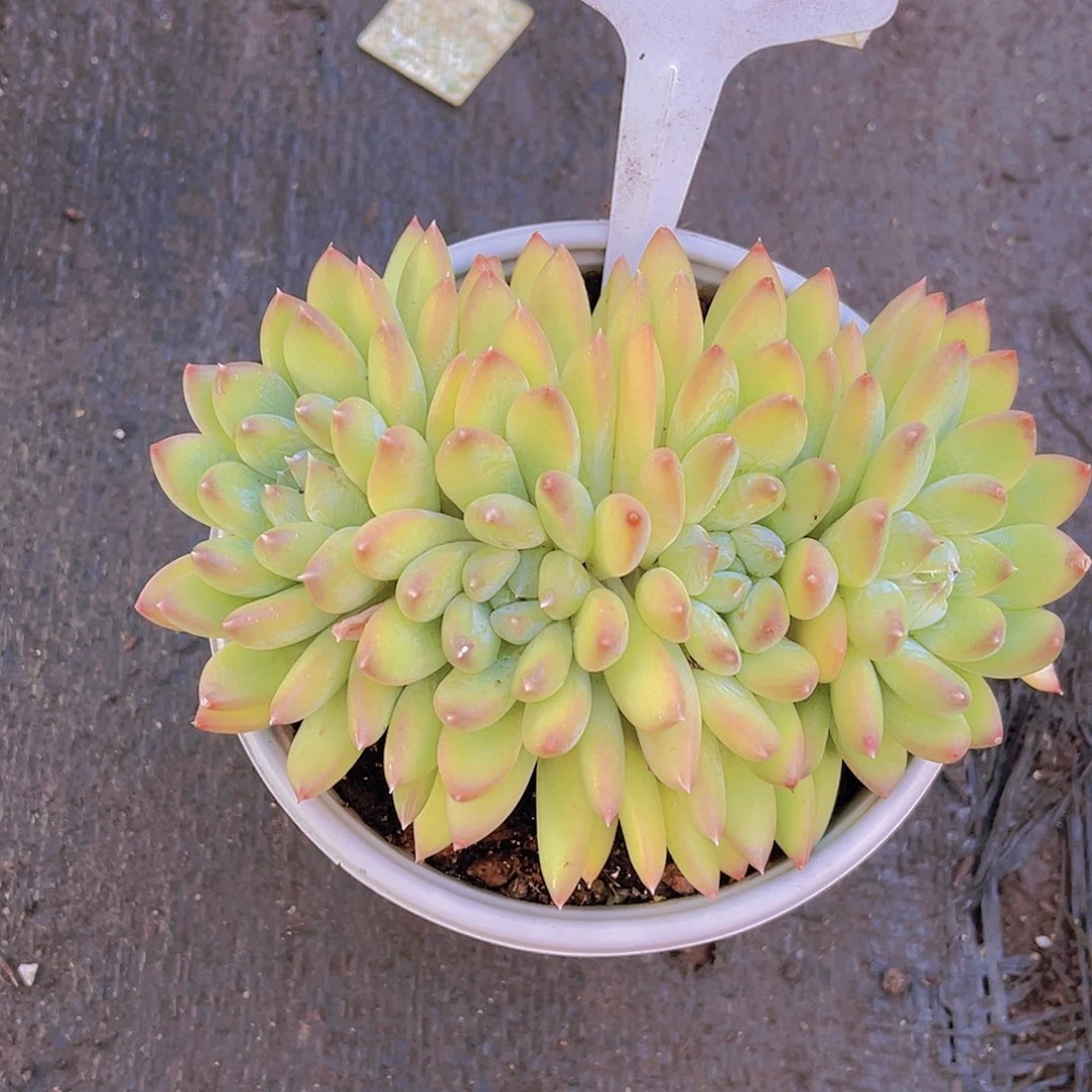 沉***金00000000000000045