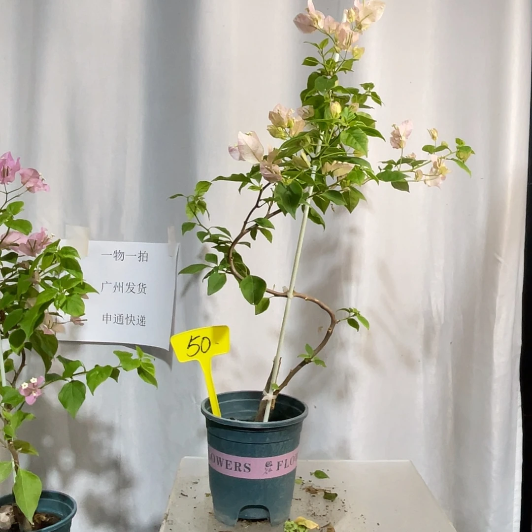 当前无花栽培后可以开花50广红樱小高飘