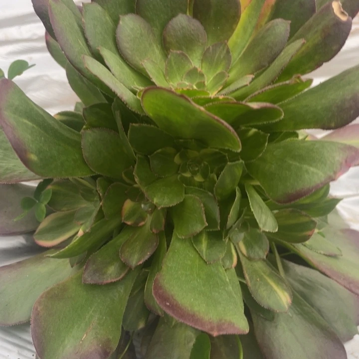 5韶秀七彩法师锦锦