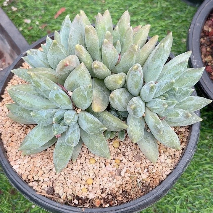 天****?重楼4头多肉开播福利1号