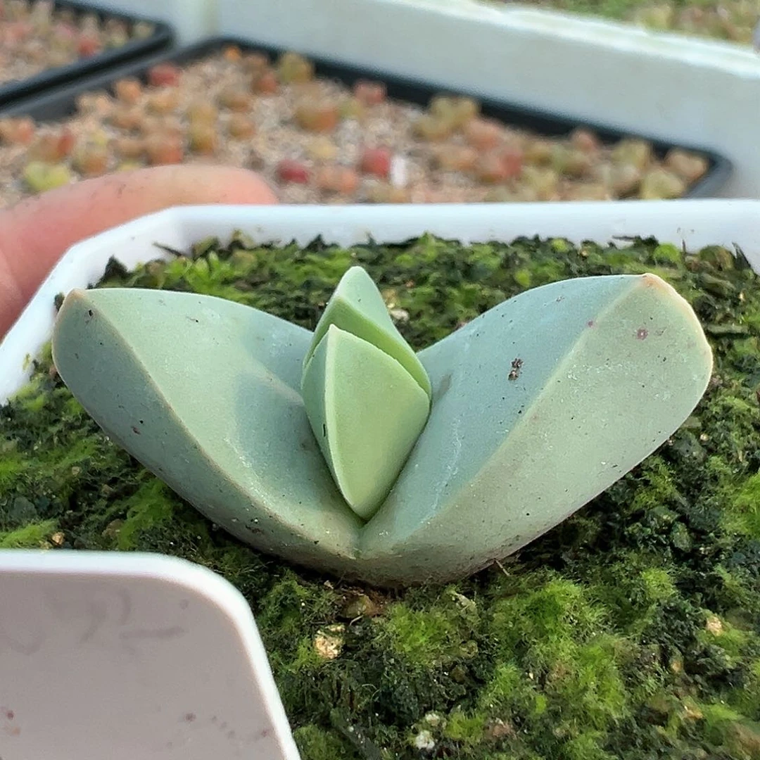 L****?多肉肉锥 专拍 翼