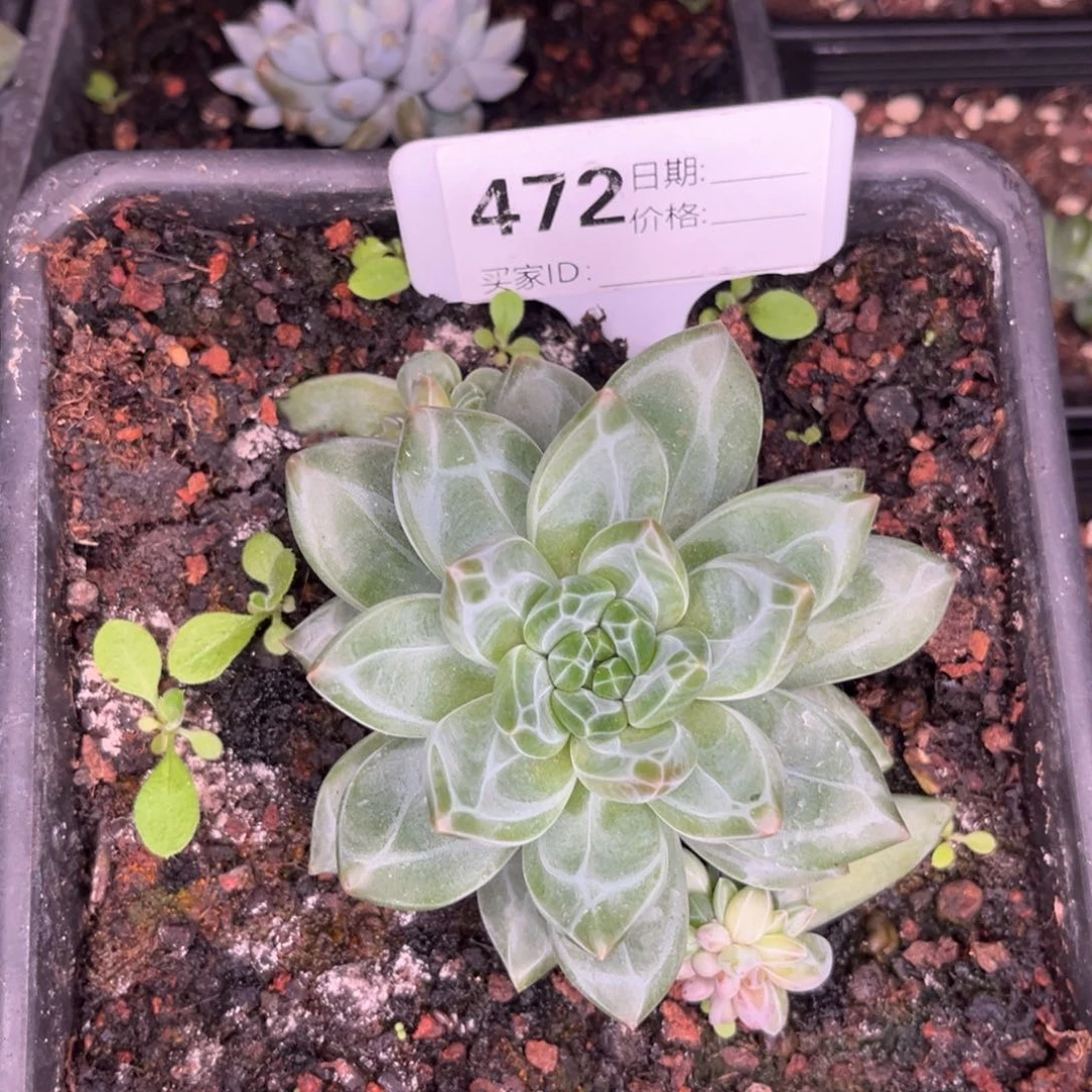 美人系多肉植物472