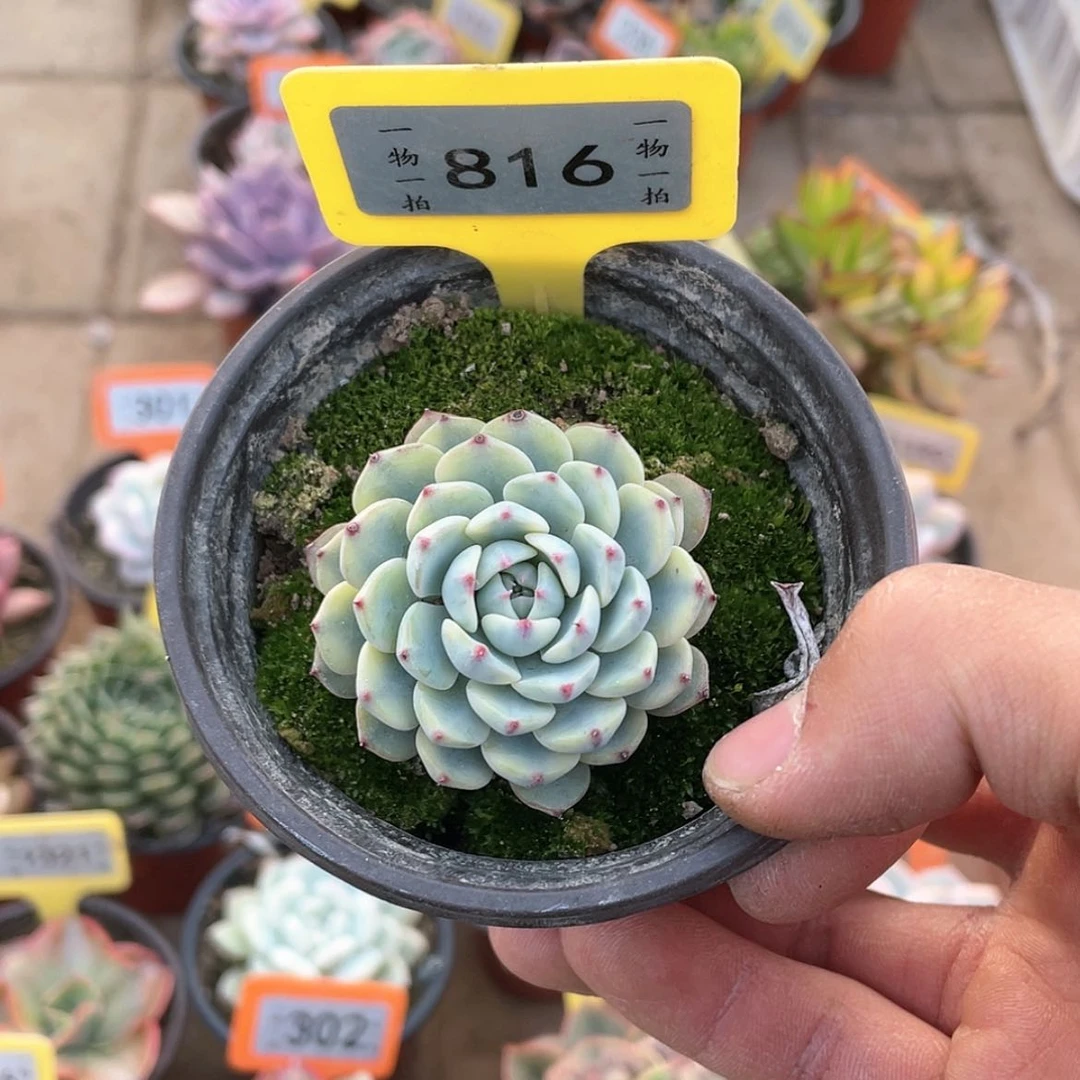【闪购商品】816号