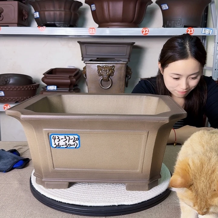 紫砂花盆紫砂花开