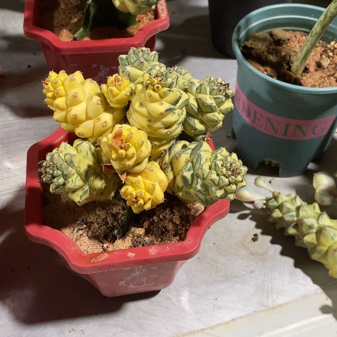 无花朵白将军阁锦