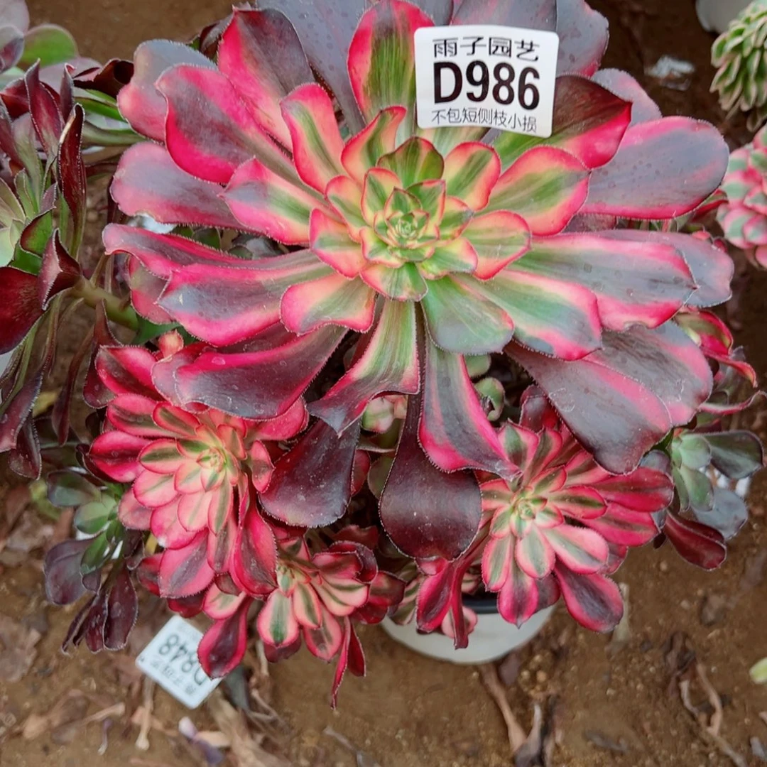 986花蝴蝶雨子多肉植物