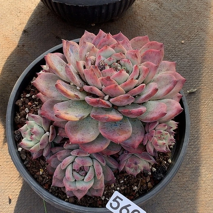 560卡罗拉一物一拍多肉