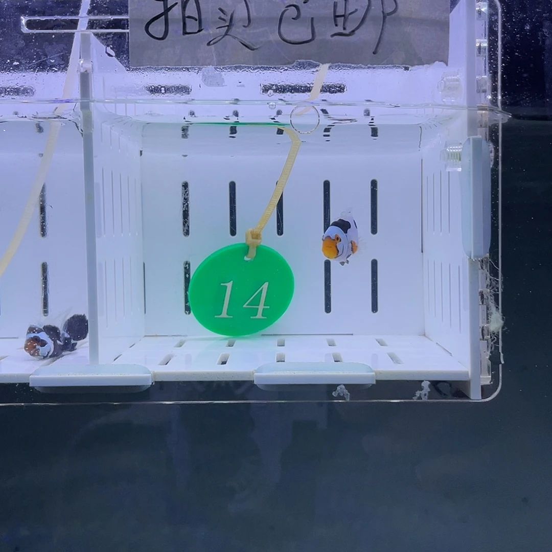 公热带海域3.5-4.5精品毕加索飞机纹一条鱼