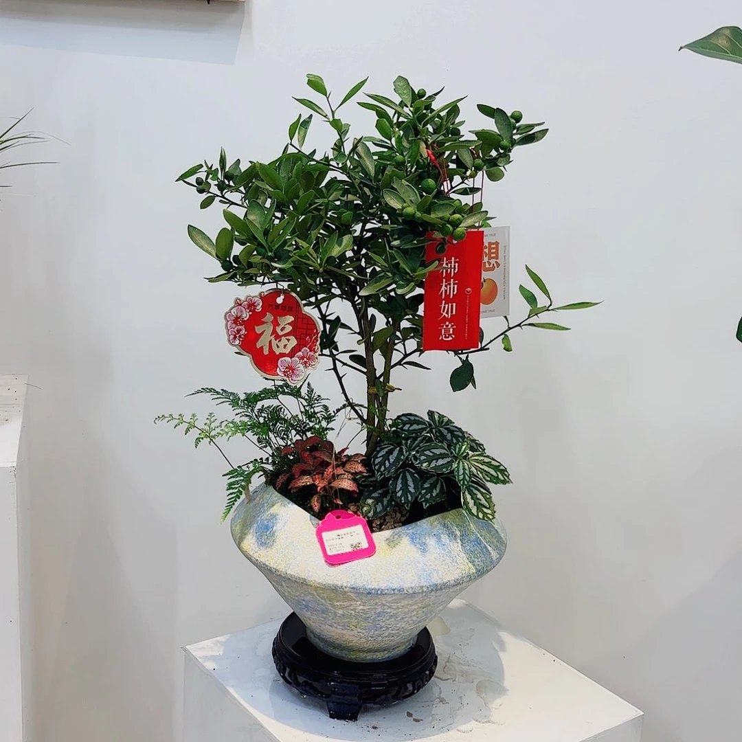 无花朵小**事高端盆景一物一拍
