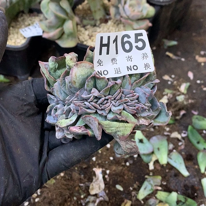 白凤缀化 非偏远38包邮 节后发联系客服