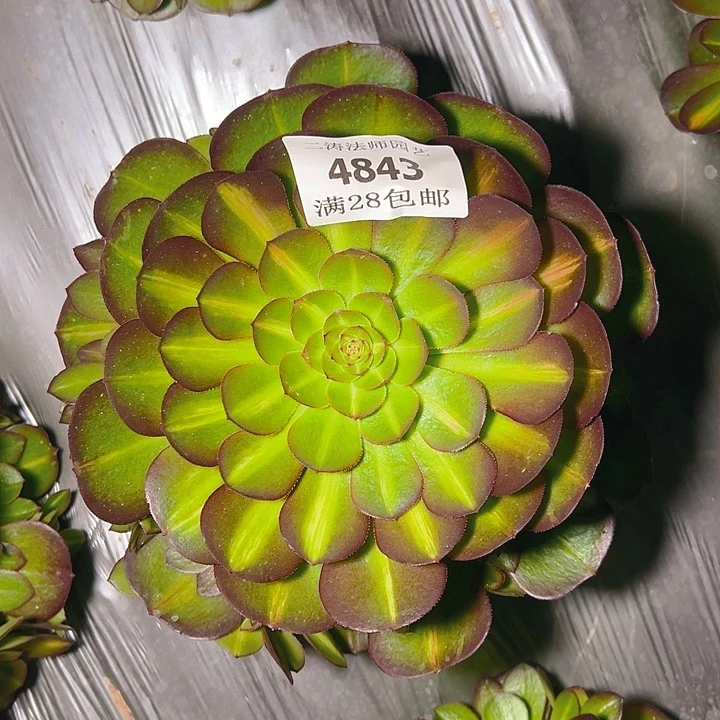 4843抹茶多肉植物