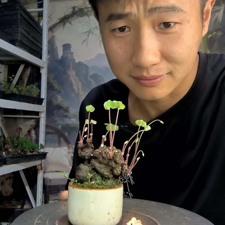 沈*岑中青园艺一物一拍167